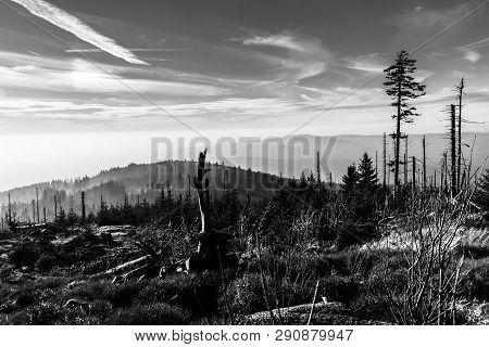 Devasted Forest In Caues Of Bark Beetle Infestation. Sumava National Park And Bavarian Forest, Czech