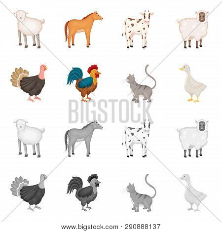 Vector Illustration Of Breeding And Kitchen  Icon. Set Of Breeding And Organic  Vector Icon For Stoc