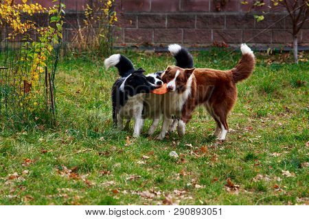 Three Dogs Of Breed Border Collie Playing In Frisby On The Garden