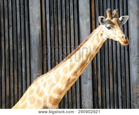 Young Giraffe With Long Neck In The Safari Park