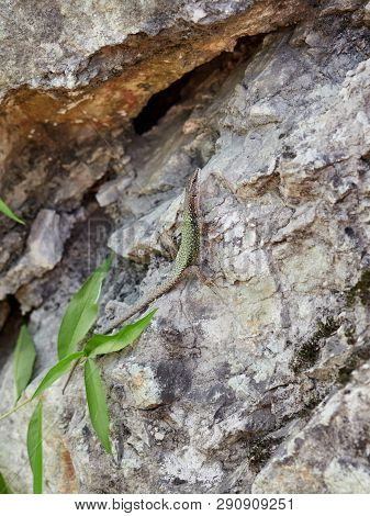 Green Lizard Crawling On A Stone Cliff. The European Green Lizard Lacerta Viridis Is A Large Lizard 