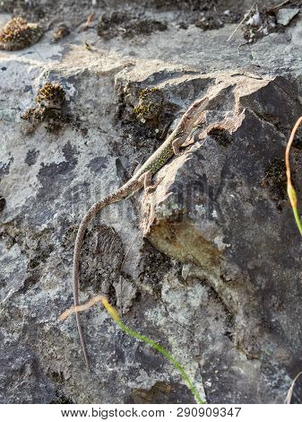 Green Lizard Crawling On A Stone Cliff. The European Green Lizard Lacerta Viridis Is A Large Lizard 