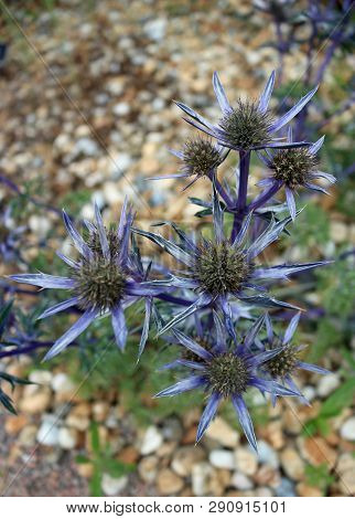 Ornamental Sea Holly, Eryngium Bourgatii Variety Picos Amethyst, In Flower And Viewed From Above Wit