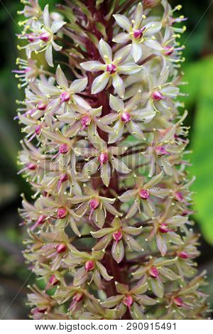 Part Of A Pineapple Lily, Eucomis, Flowering Spike In Full Flower With Blurred Leaves In The Backgro
