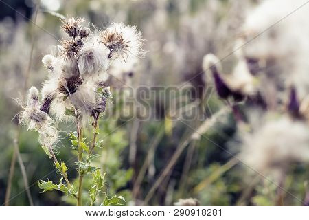 Selective Focus, Fluffy Thistle Plants In Hampstead Heath Of London During Autumn Season