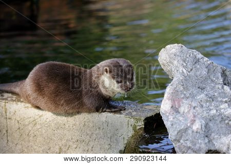 Portrait Of Eurasian Pigmy Otter (lutra Lutra) On The Stone. Photography Of Nature And Wildlife.