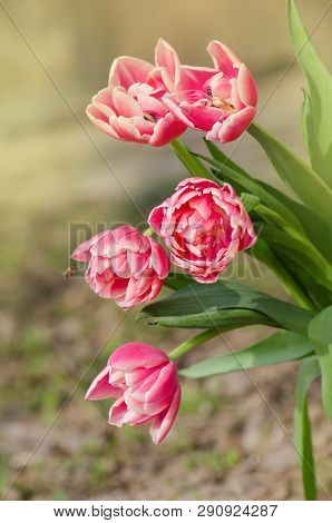 Double Tulip Wirosa