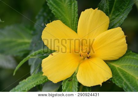 Close Up Of A Ramgoat Dashalong (turnera Ulmifolia) Flower In Bloom