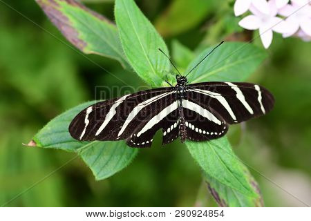 Close Up Of A Zebra Longwing Butterfly (heliconius Charithonia)