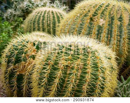 Big Echinopsis Subdenudata Cactus Plant. Saguaro Cactus, Also Known As Cardon Grande Cactus, Echinop