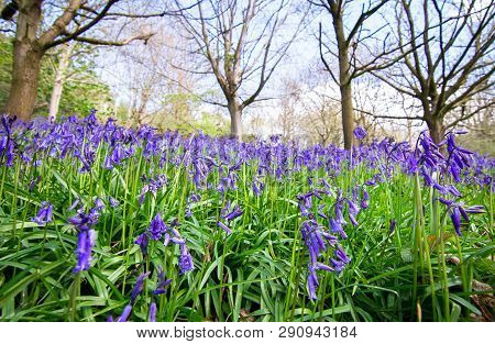 Large Patches Of Bluebells (hyacinthoides Non-scripta) Emerge During Spring In A Forested Area Of Sh