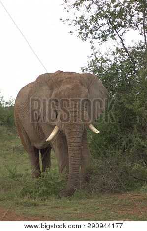 The South African Elephant Costs At A Tree.