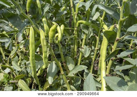 Vicia Faba, Also Known As The Broad Bean, Fava Bean Or Tic Bean.
