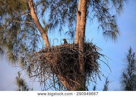 Baby Bald Eaglet Haliaeetus Leucocephalus In A Nest On Marco Island