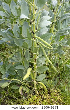 Vicia Faba, Also Known As The Broad Bean, Fava Bean Or Tic Bean.
