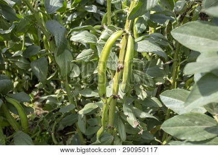 Vicia Faba, Also Known As The Broad Bean, Fava Bean Or Tic Bean.