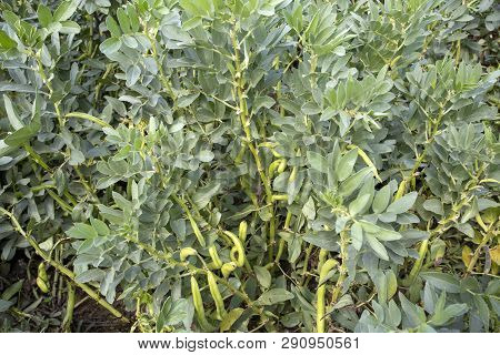 Vicia Faba, Also Known As The Broad Bean, Fava Bean Or Tic Bean.