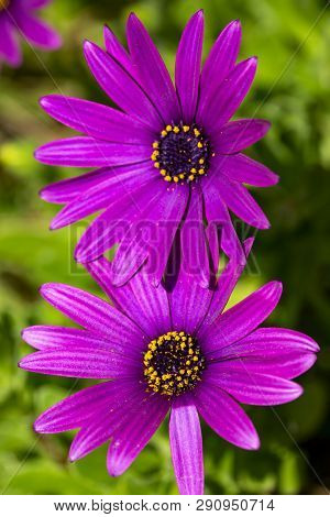 Purple Flower In The Garden; Osteospermum Ecklonis. Spring Season.