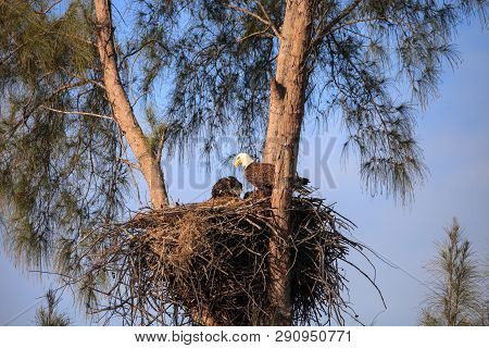 Mom Bald Eagle Haliaeetus Leucocephalus Feeds The Eaglets