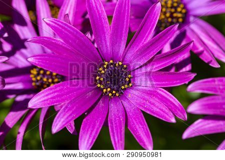 Purple Flower In The Garden; Osteospermum Ecklonis. Spring Season.