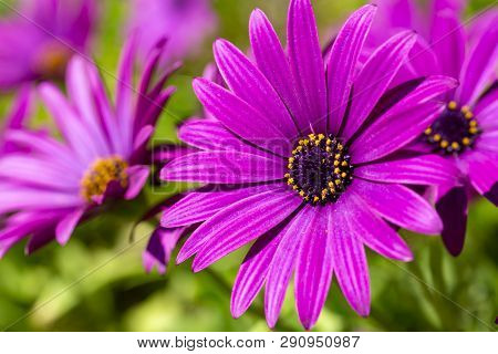 Purple Flower In The Garden; Osteospermum Ecklonis. Spring Season.