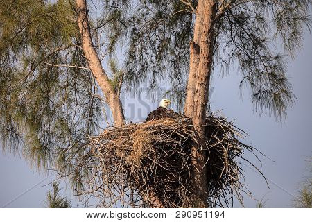Mom Bald Eagle Haliaeetus Leucocephalus Feeds The Eaglets