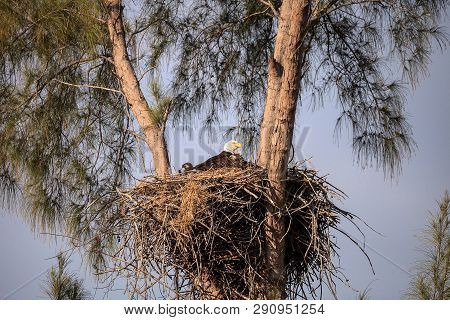 Mom Bald Eagle Haliaeetus Leucocephalus Feeds The Eaglets