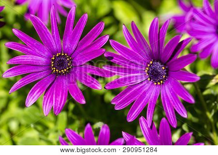 Purple Flower In The Garden; Osteospermum Ecklonis. Spring Season.
