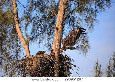 Mom Bald Eagle Haliaeetus Leucocephalus Feeds The Eaglets