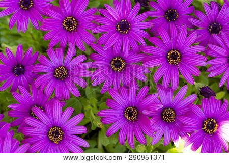 Purple Flower In The Garden; Osteospermum Ecklonis. Spring Season.