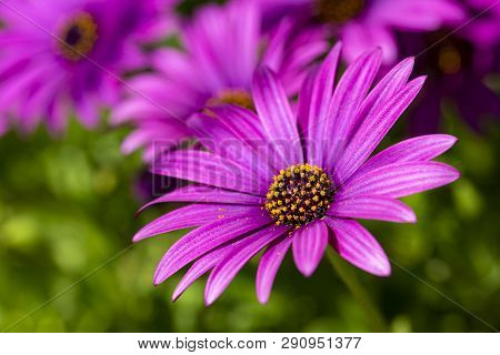 Purple Flower In The Garden; Osteospermum Ecklonis. Spring Season.