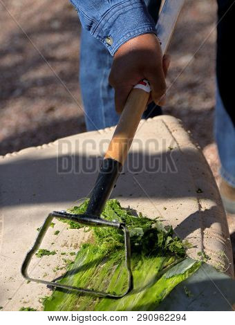 Westward﻿ Look ﻿wyndham Grand Resort, Tucson, Arizona. The Guide Is Scraping Agave Leaf In Preparati