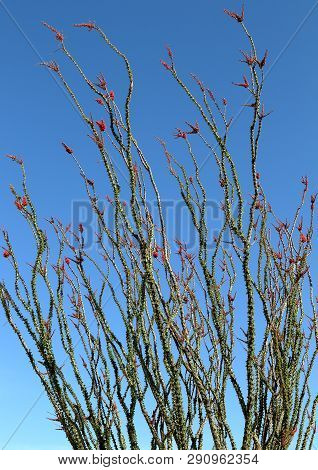 Ocotillo Cactus (fouquieria Splendens), Spring Bloom In Arizona Desert