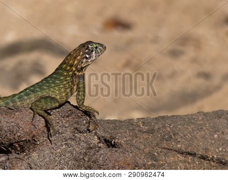 Small Lizard Portrait Nature Sunny Day Tree