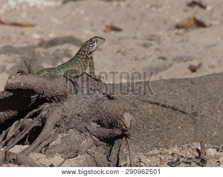 Small Lizard Natural Habitat Sunny Day Tree