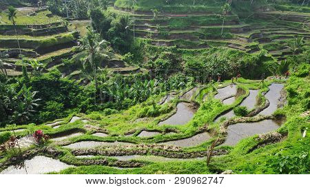 Tegalalang Rice Terraces In Ubud, Bali. Tegalalang Rice Terrace Is One Of The Famous Tourist Objects