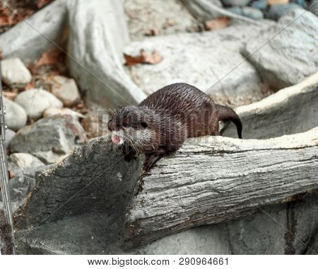 Lonely Otter With Wet Fur Calling Its Friend On Replicate Log Made From Concrete.