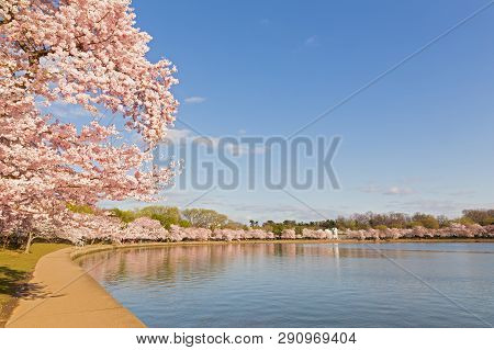 Blossoming Cherry Trees Around Tidal Basin In Washington Dc In Spring During The National Cherry Blo