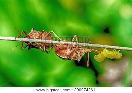 The Bedbug Caught The Caterpillar.the Second Bedbug Wants To Take Away The Prey.