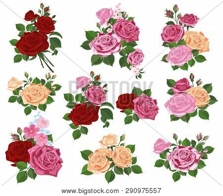 Set Of Rose Leaf Buds And Flowers On White Background. Vector Illustration For Holiday Greetings Tem