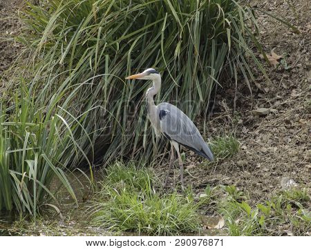 The Gray Heron Or Airon Is A Species Of Bird Of The Ardeidae Family Of Eurasia And Africa, It Is Sle
