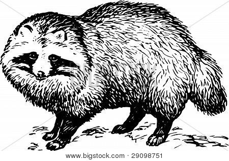 Mapache