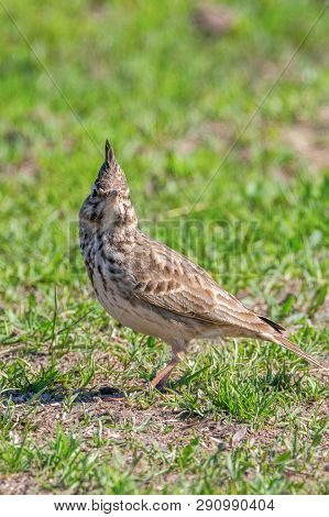 Funny Little Bird, Crested Lark On Ground (galerida Cristata) Wildlife Close Up