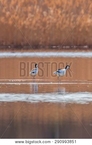 Pied Avocet In Water Looking For Food (recurvirostra Avosetta) Black And White Wader Bird