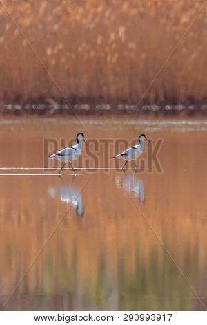 Pied Avocet In Water Looking For Food (recurvirostra Avosetta) Black And White Wader Bird