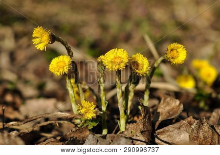 Tussilago Farfara Medicinal Plant. Bright Yellow Flowers Coltsfoot (tussilago Farfara) On A Brown Ba