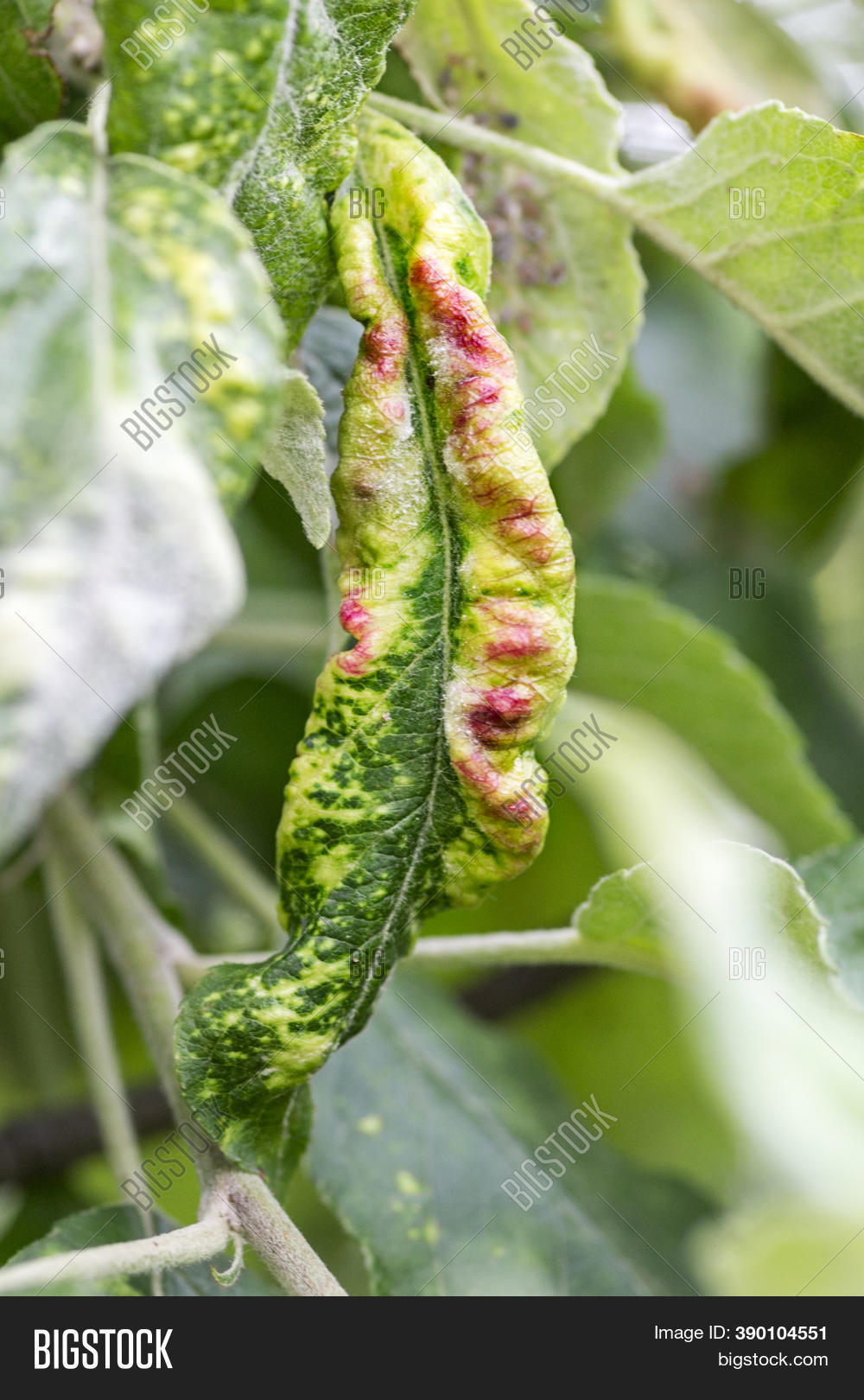 Fungal Diseases Fruit Image & Photo (Free Trial) | Bigstock