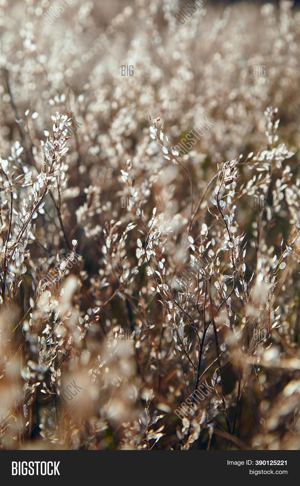 Blurred Background Image Photo Free Trial Bigstock