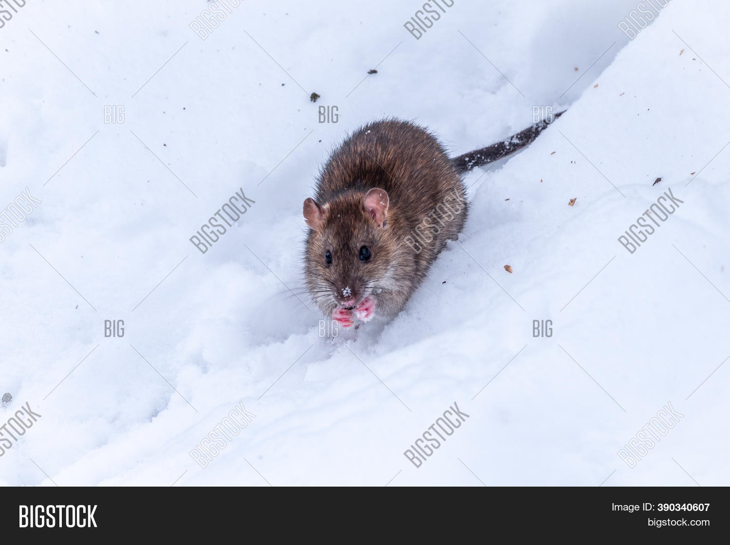 Brown Rat Eating Seeds Image & Photo (Free Trial) Bigstock