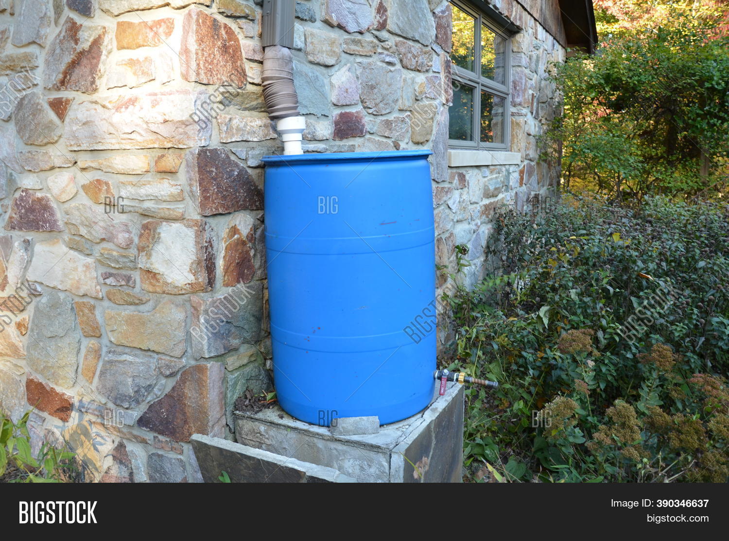 Blue Rain Barrel Image & Photo (Free Trial) Bigstock